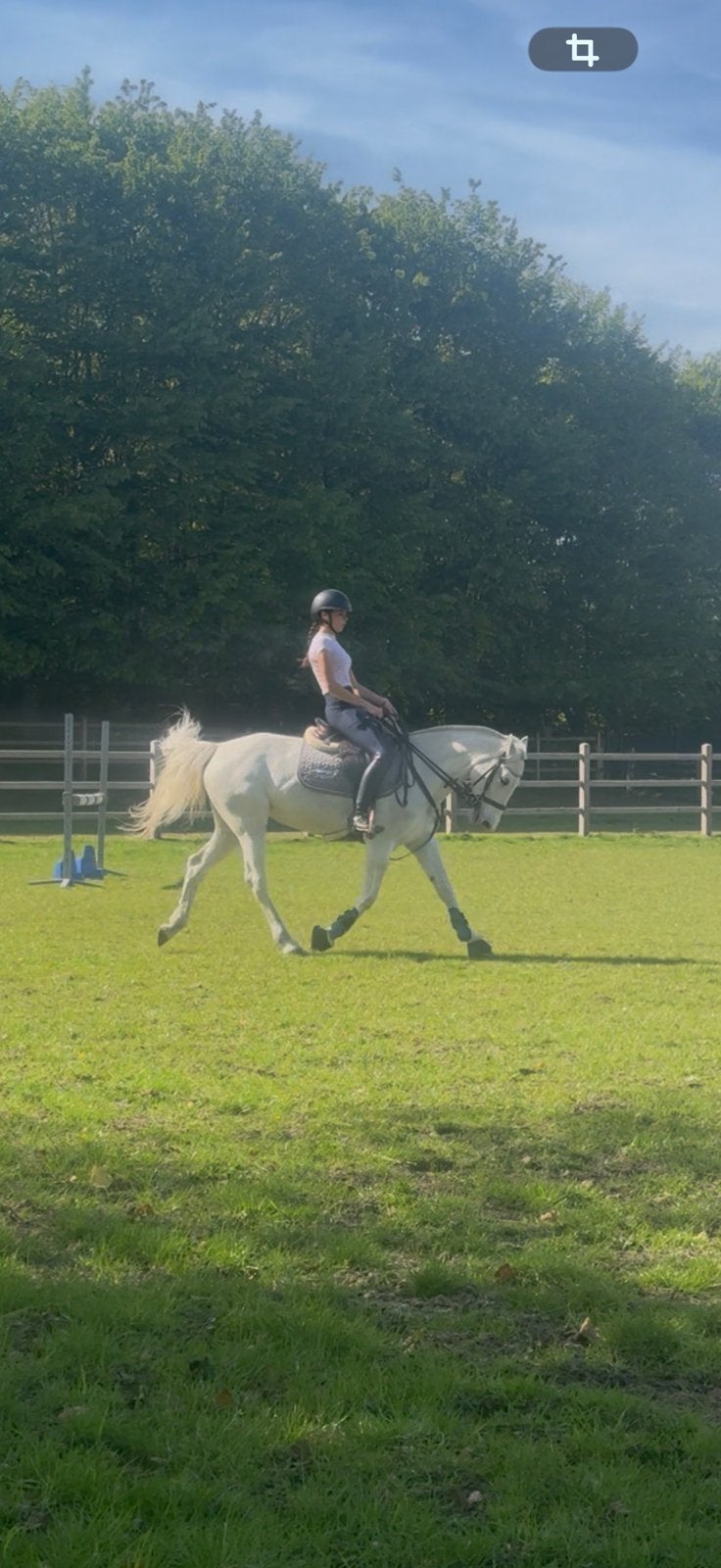 Top D-pony te koop, Dieren en Toebehoren, Paarden
