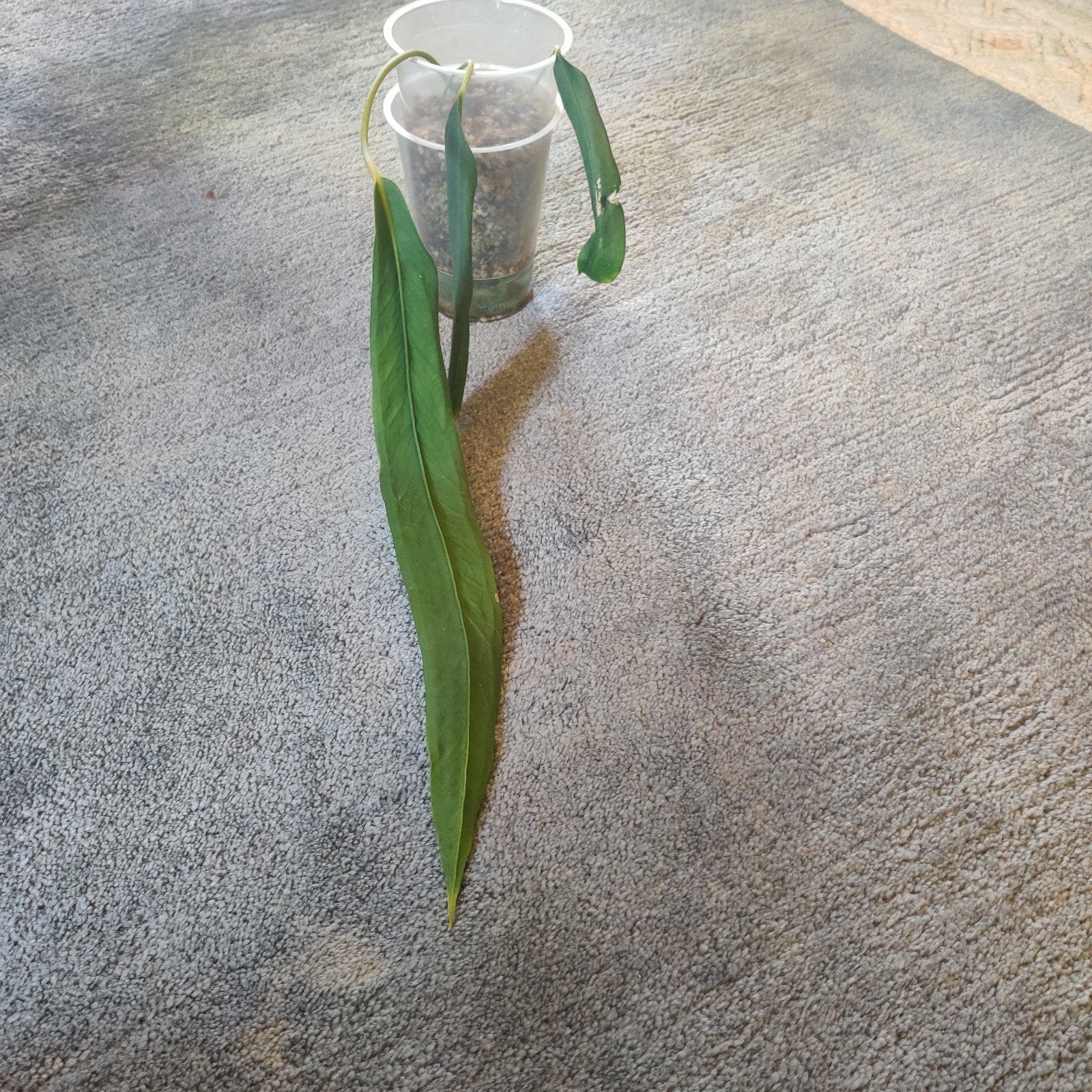 anthurium wendlingerii, Ophalen of Verzenden