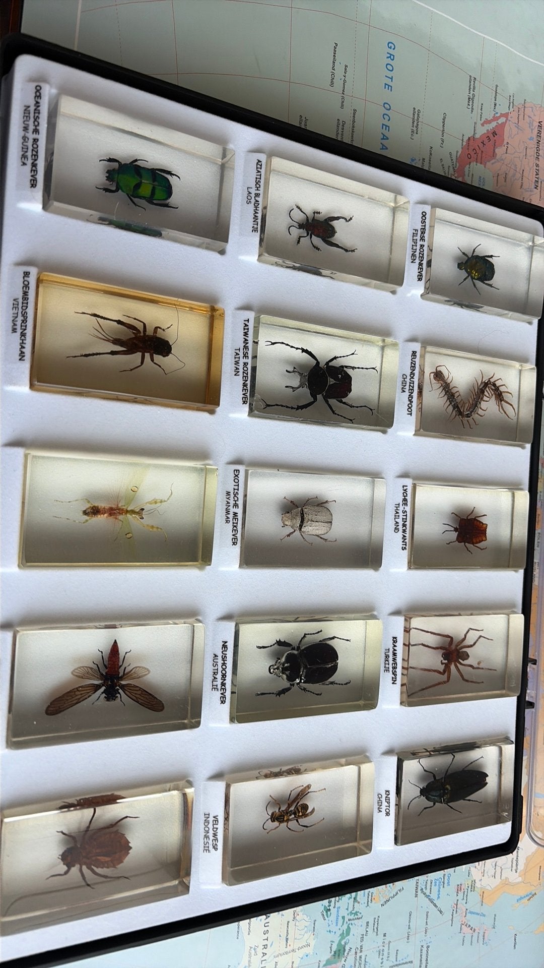 15 insecten v zee n verschillende landen, Animaux & Accessoires, Insectes & Araignées, Araignée ou Scorpion