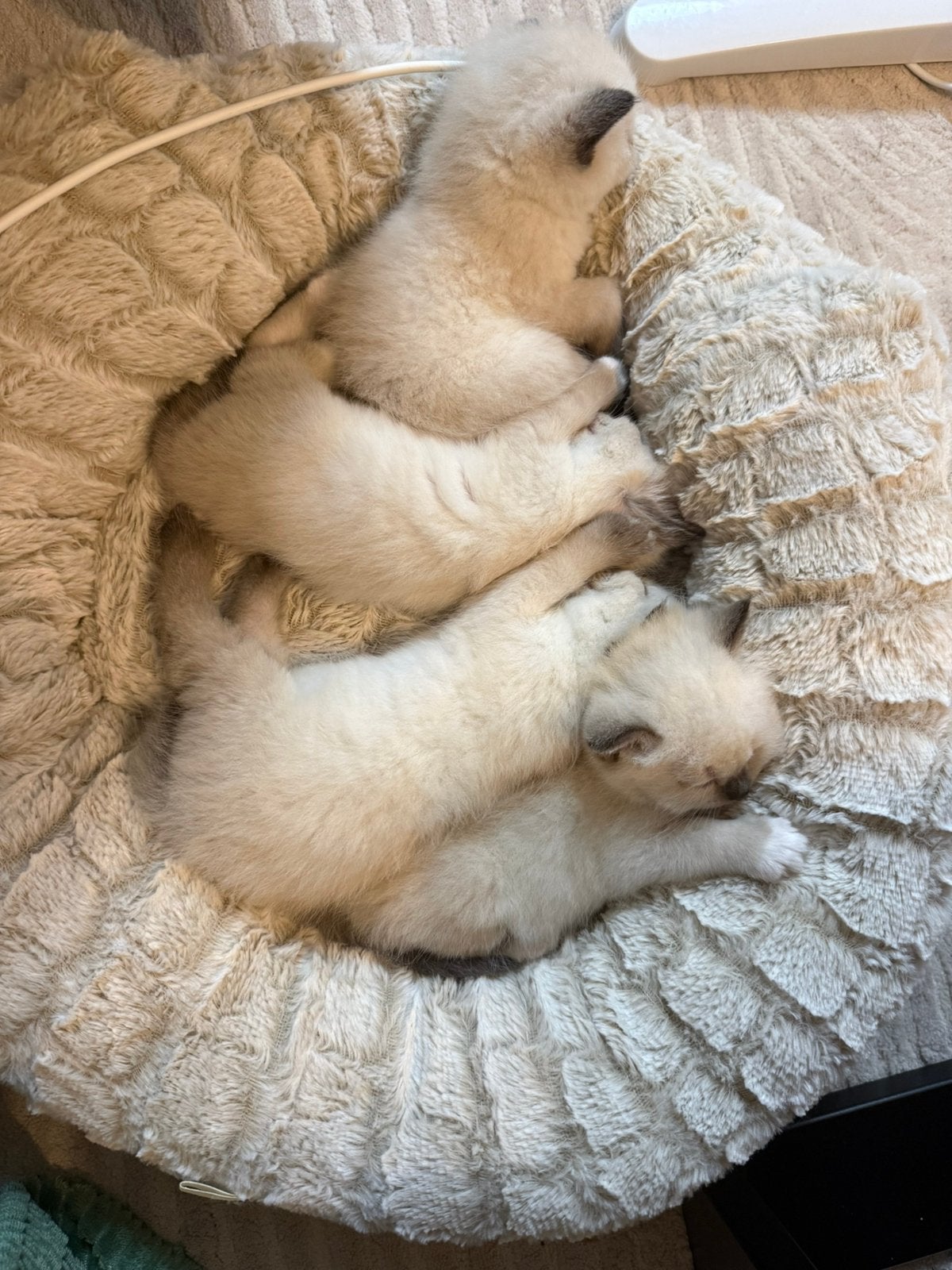 2 Siamese kittens, Plusieurs animaux, Avec pedigree, 0 à 2 ans