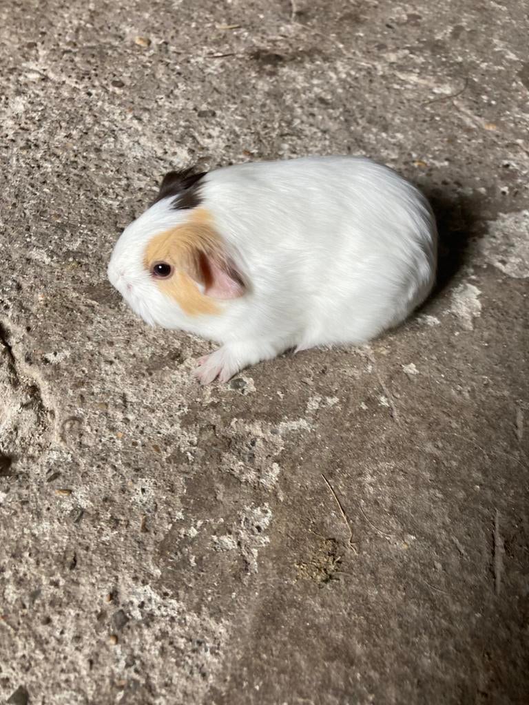 1 langharig sheltie cavia beertje te reserveren., Dieren en Toebehoren, April, Cavia