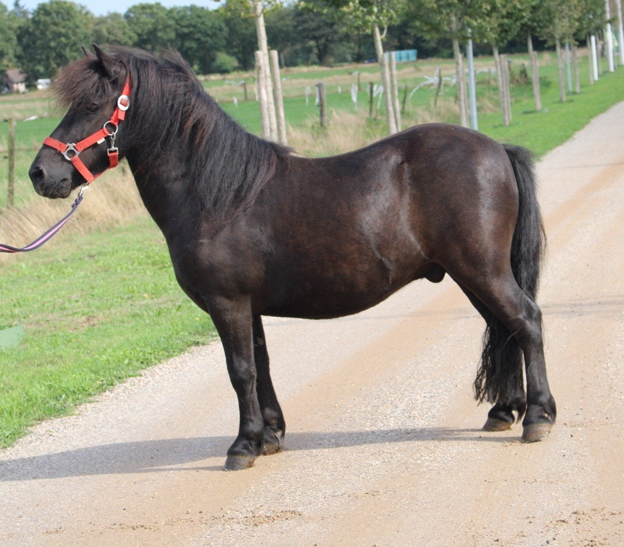 te koop grote maat zwarte stamboek shetlander ruin, Animaux & Accessoires, Poneys, Hongre, Avec puce électronique