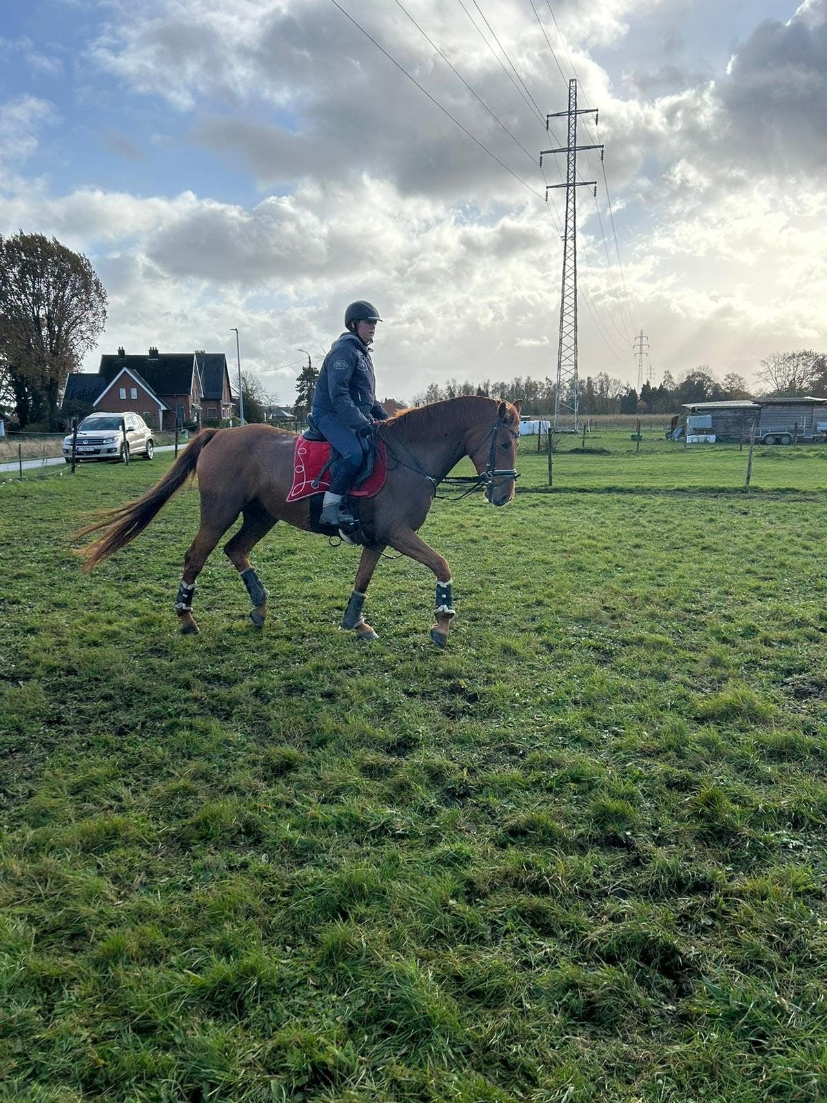 13 jarige dressuur merrie Fiderbach x argentinus, Dieren en Toebehoren, Paarden, Merrie, Met stamboom, M, Dressuurpaard