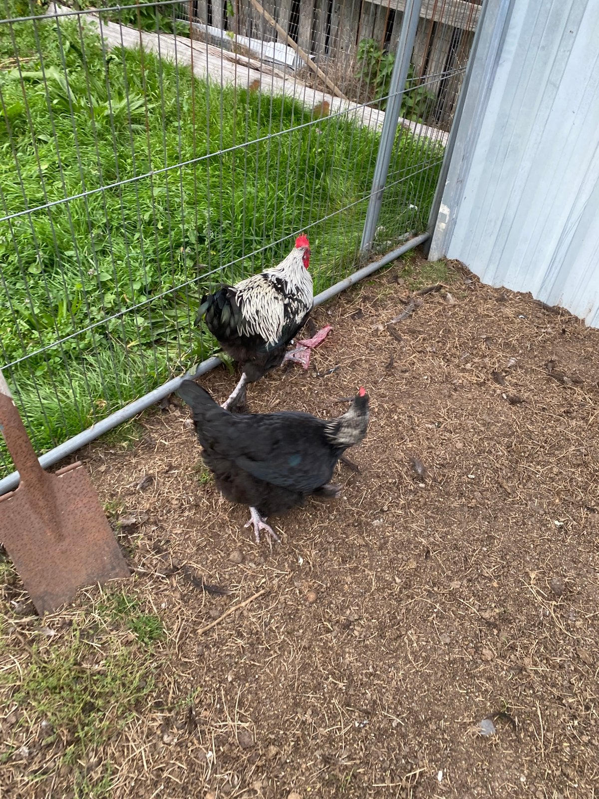 Koppel franse marans, Dieren en Toebehoren, Meerdere dieren, Kip