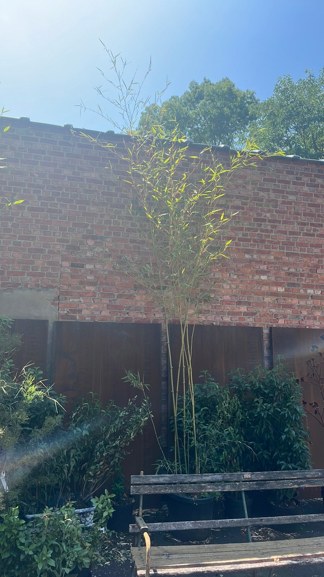 4,5 m hoge phyllostachys exemplaren circa 5 stuks over, Ophalen, In pot