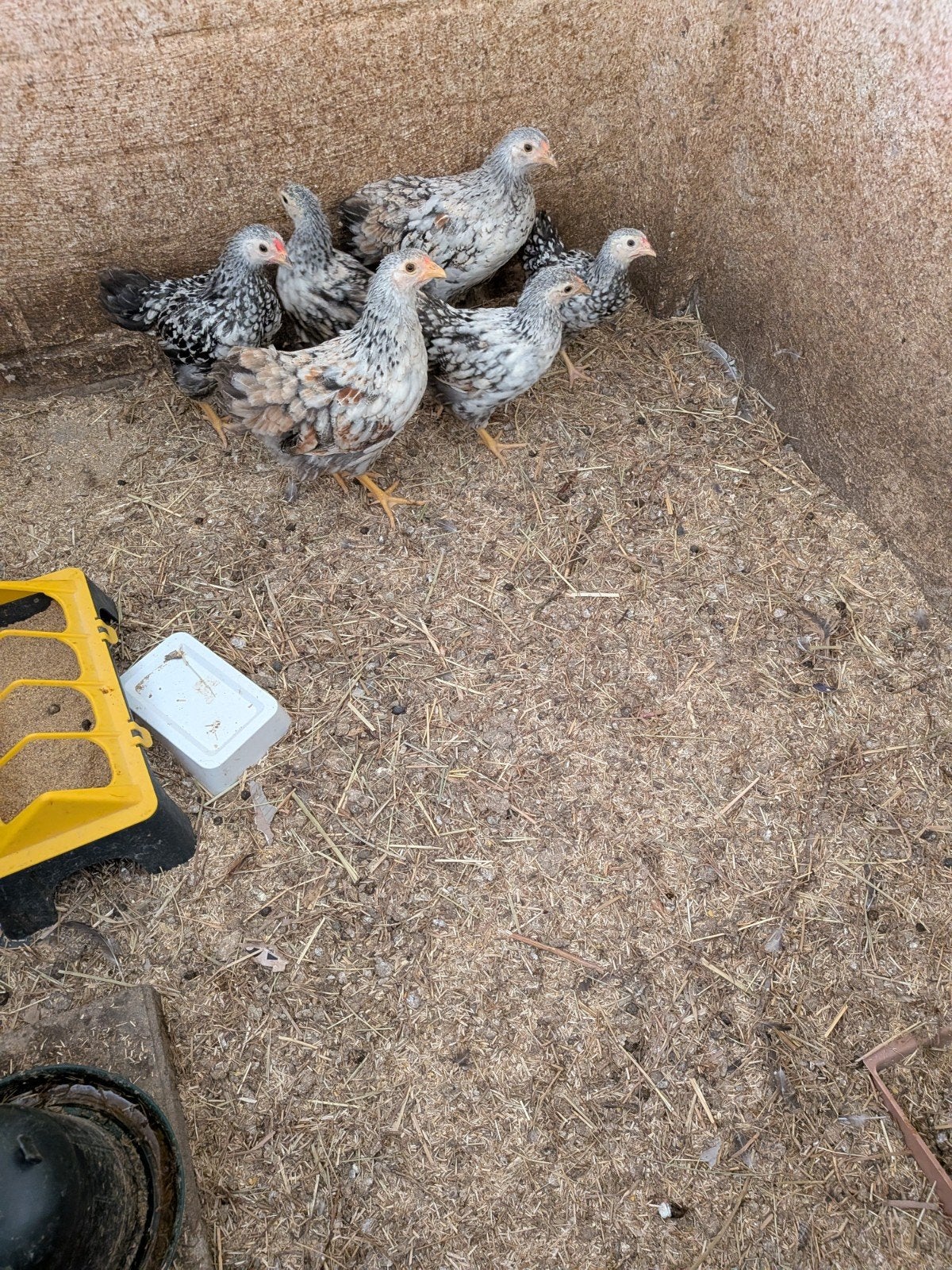 wyandotte krielen, Dieren en Toebehoren, Pluimvee