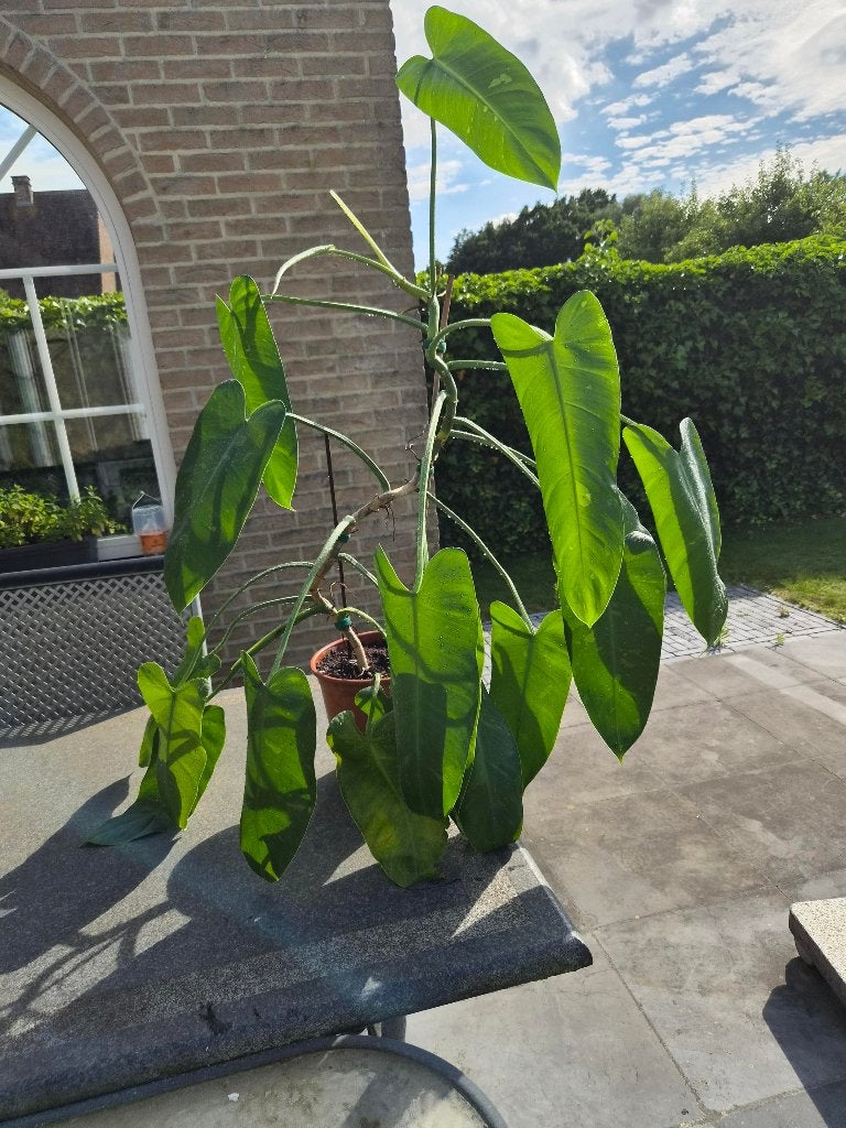 Philodendron Jose buono variegata, Ophalen