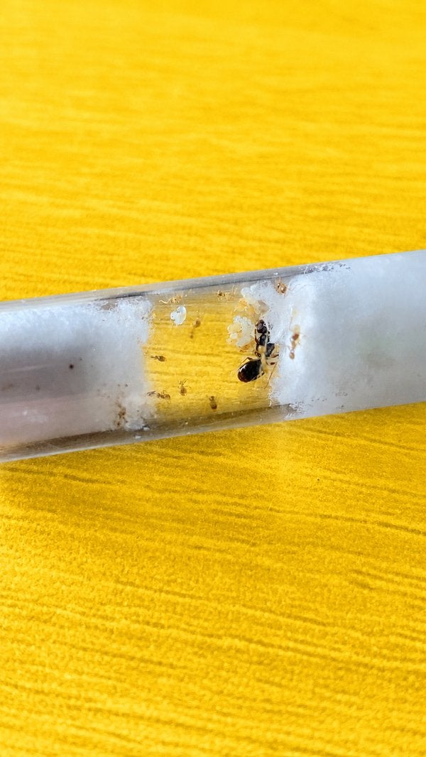 Pheidole Pallidula koningin met 1-10 werksters, Dieren en Toebehoren