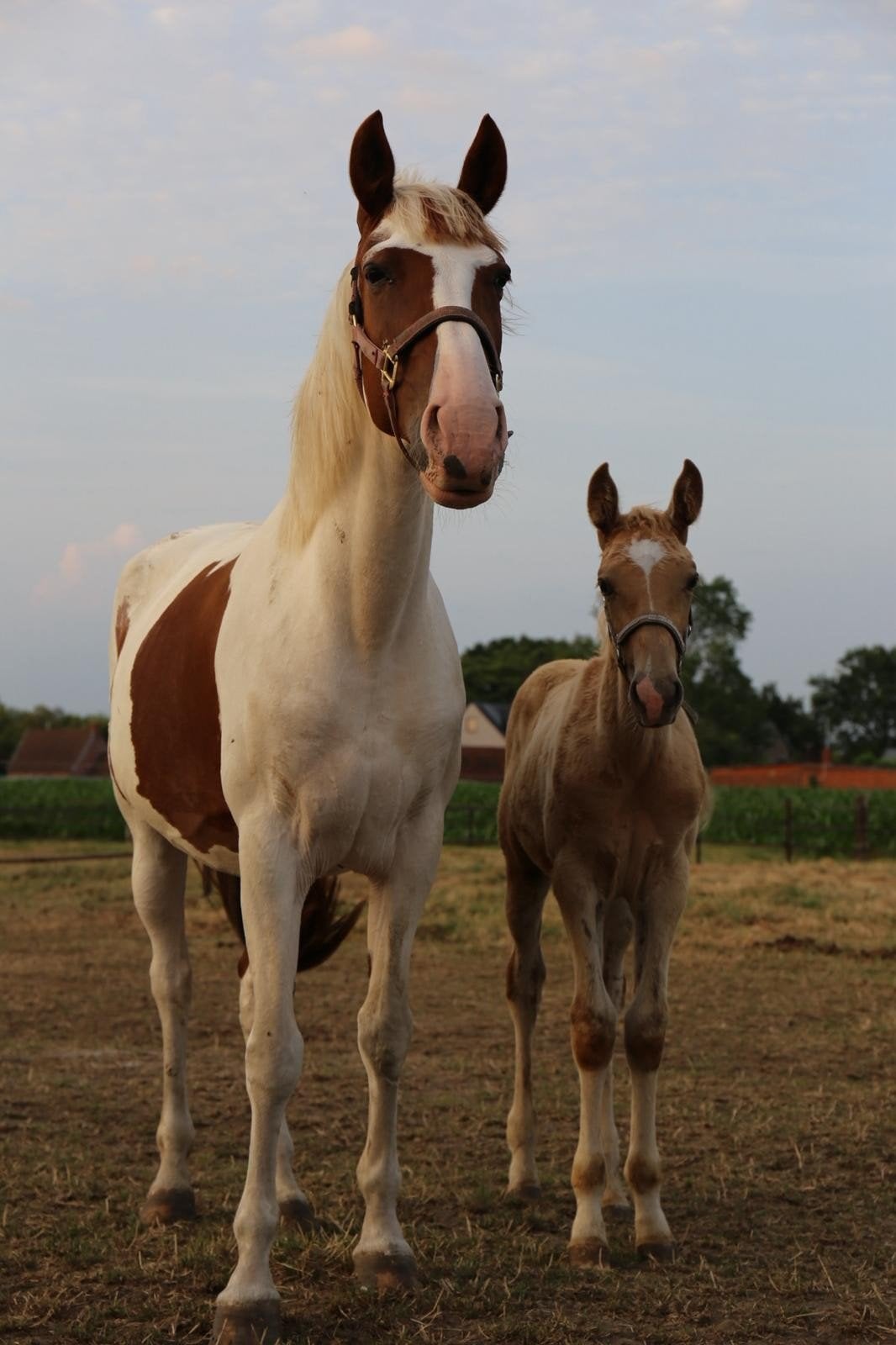 palomino merrie veulen, Dieren en Toebehoren, Paarden