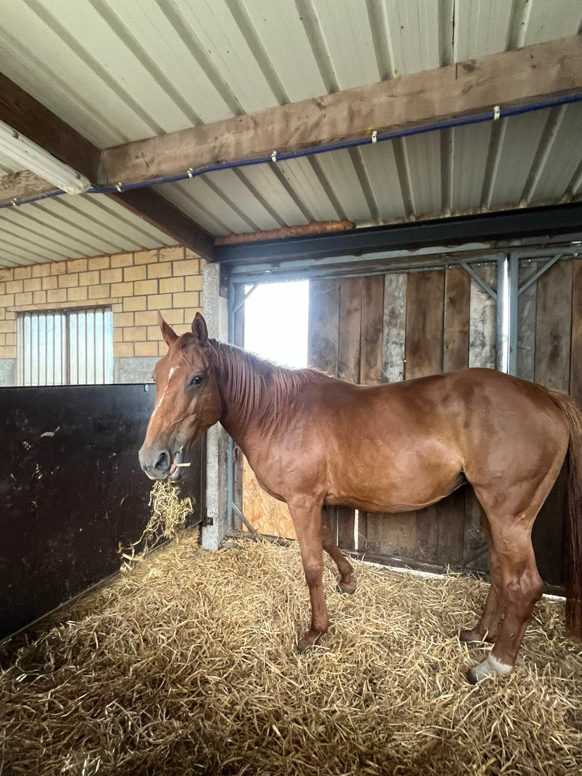 Merrie te koop, Jument