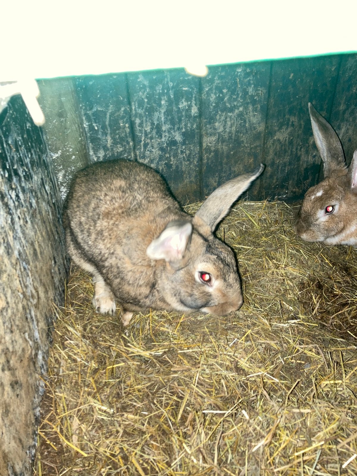 Grote konijnen te koop, Dieren en Toebehoren, Januari, Meerdere dieren