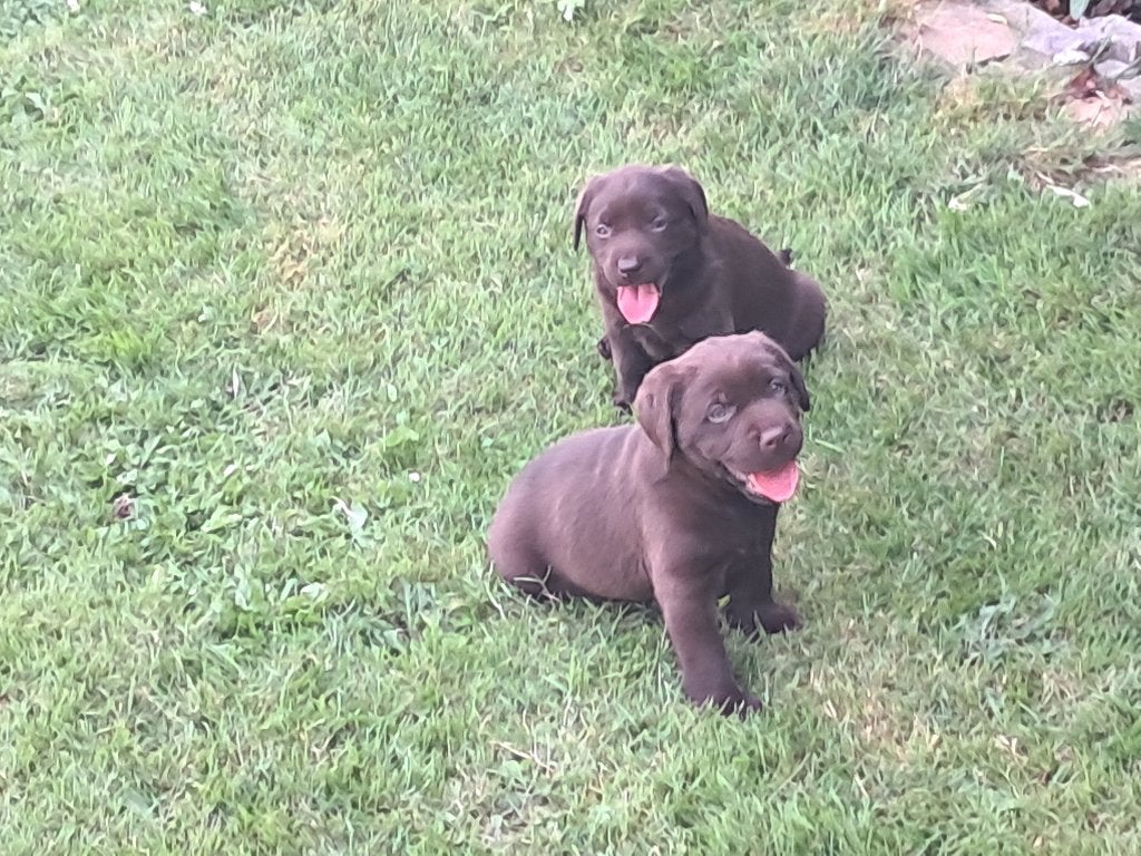 labrador pups, Parvo, België, Particulier, Reu