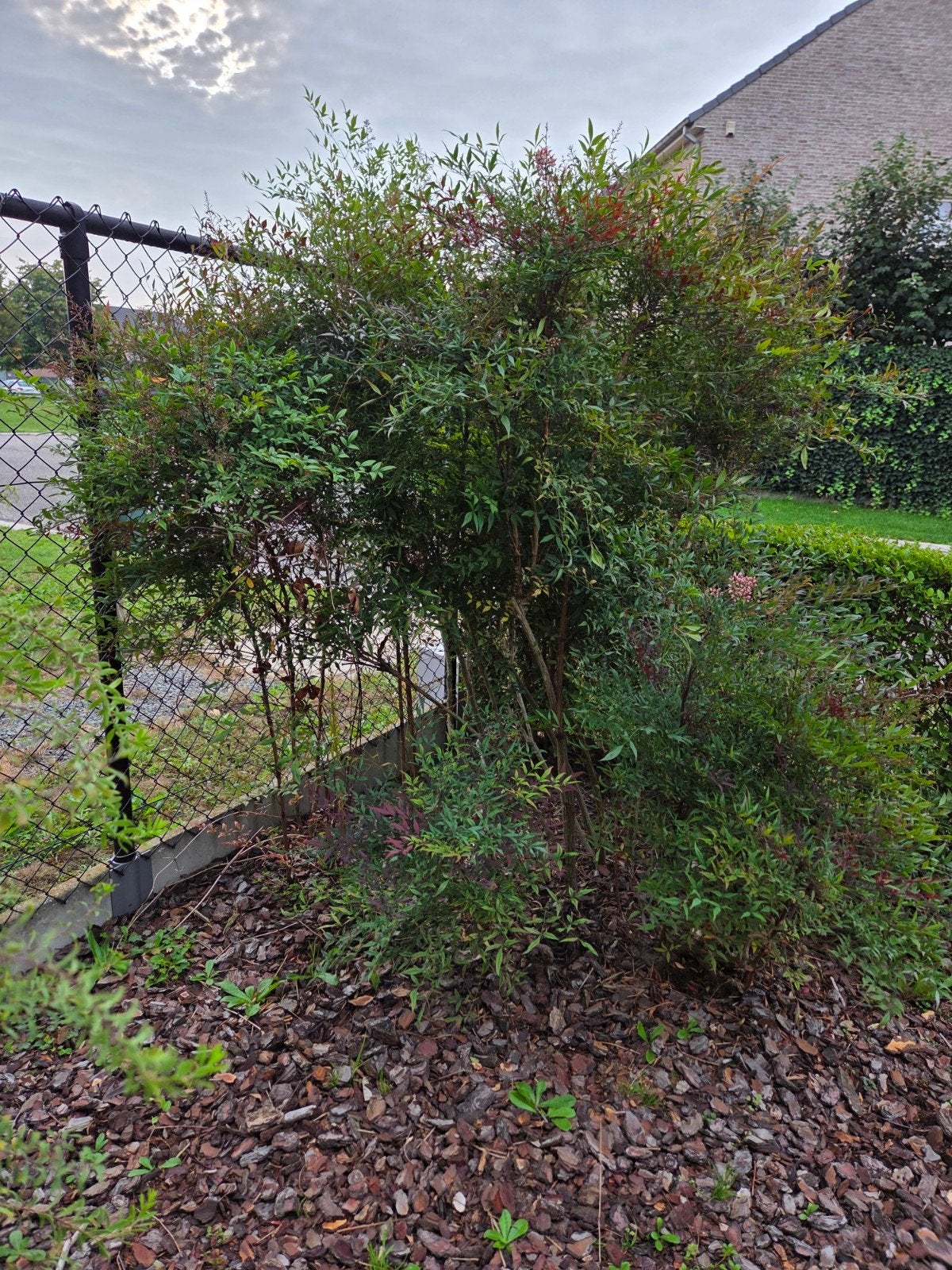 Gratis hemelse bamboe nandina domestica, Enlèvement