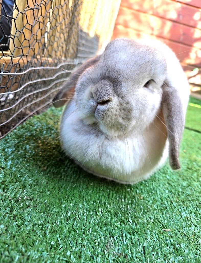 Konijnen te koop, Dieren en Toebehoren, Vrouwelijk, Middelgroot