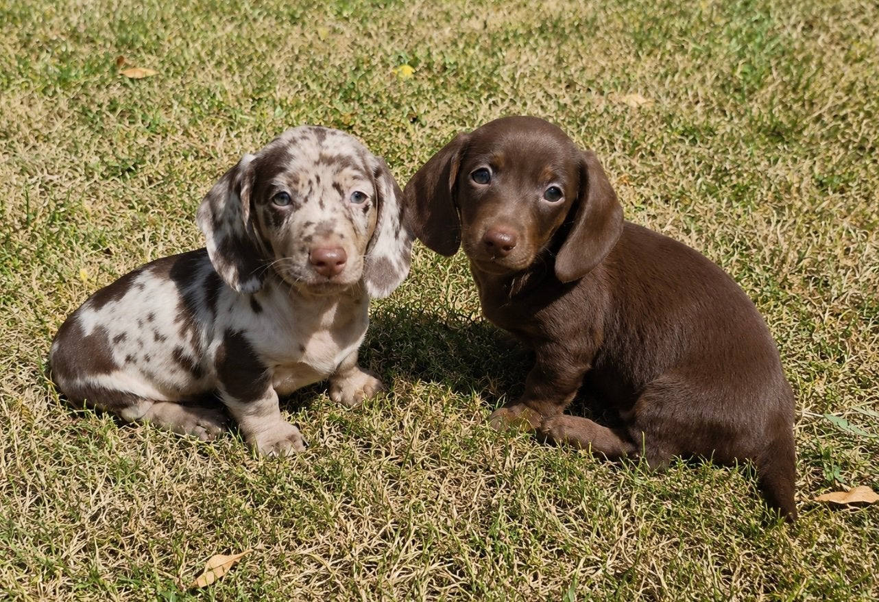teckel pups,dwerg,choco en choco merle,kortharig, Dieren en Toebehoren, Honden | Teckels en Dashonden, Meerdere dieren, Korthaar