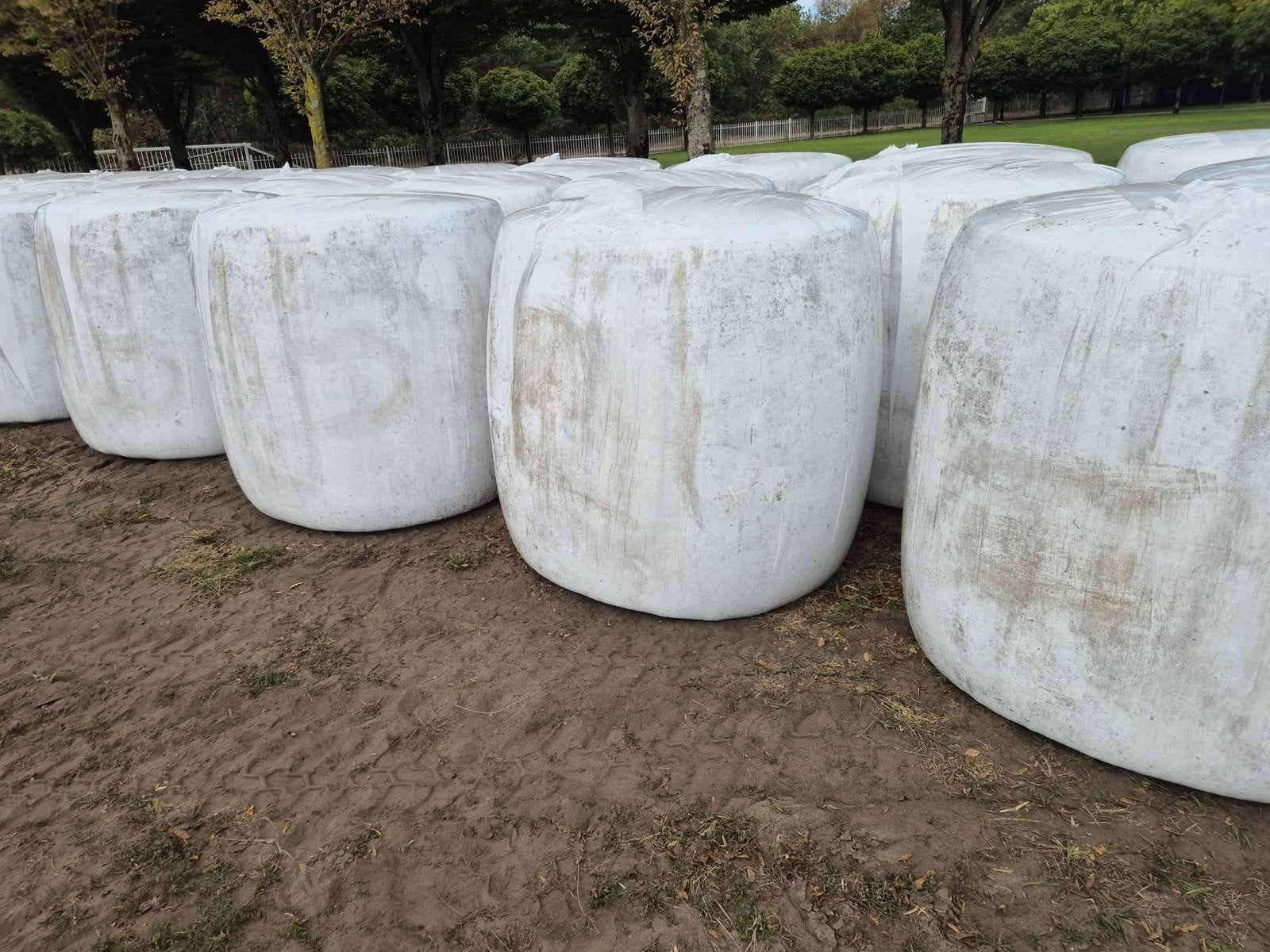 Pakken mais 1000kg, Ophalen, Vee