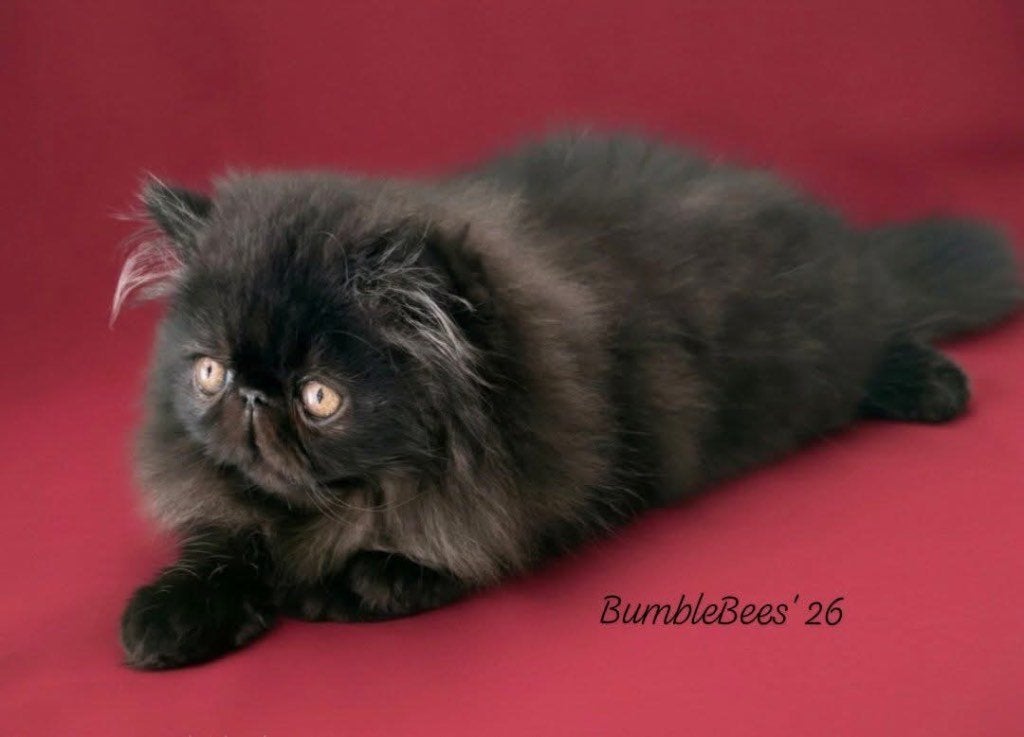 Apollo Paws zoekt een huisje, Chat, Avec pedigree, 0 à 2 ans