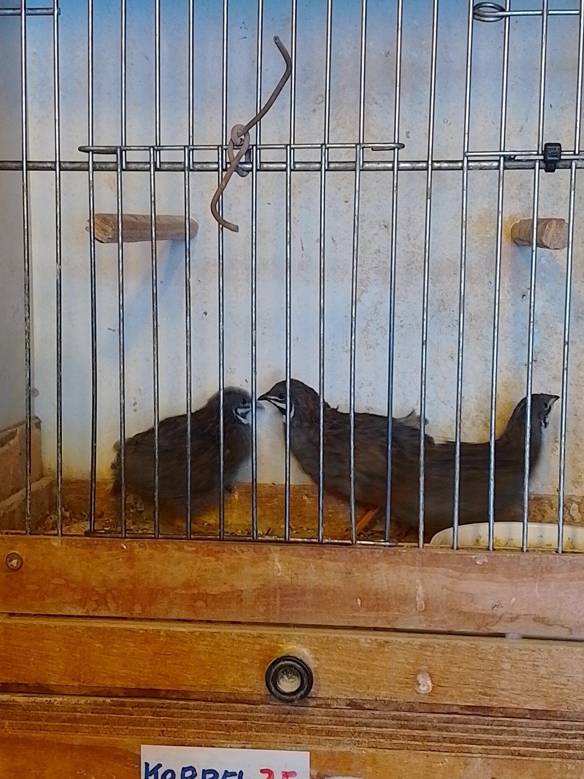 ÉLEVAGE DE CAILLES NAINES CHINOISES AVEC OU SANS CAGE, Animaux & Accessoires, Plusieurs animaux, Oiseau tropical, Bagué