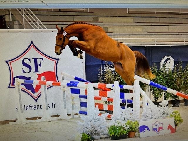 Namelus R met merrieveulen van Louison Manciais, Animaux & Accessoires, Chevaux, 11 ans ou plus, M, 165 à 170 cm, Avec pedigree