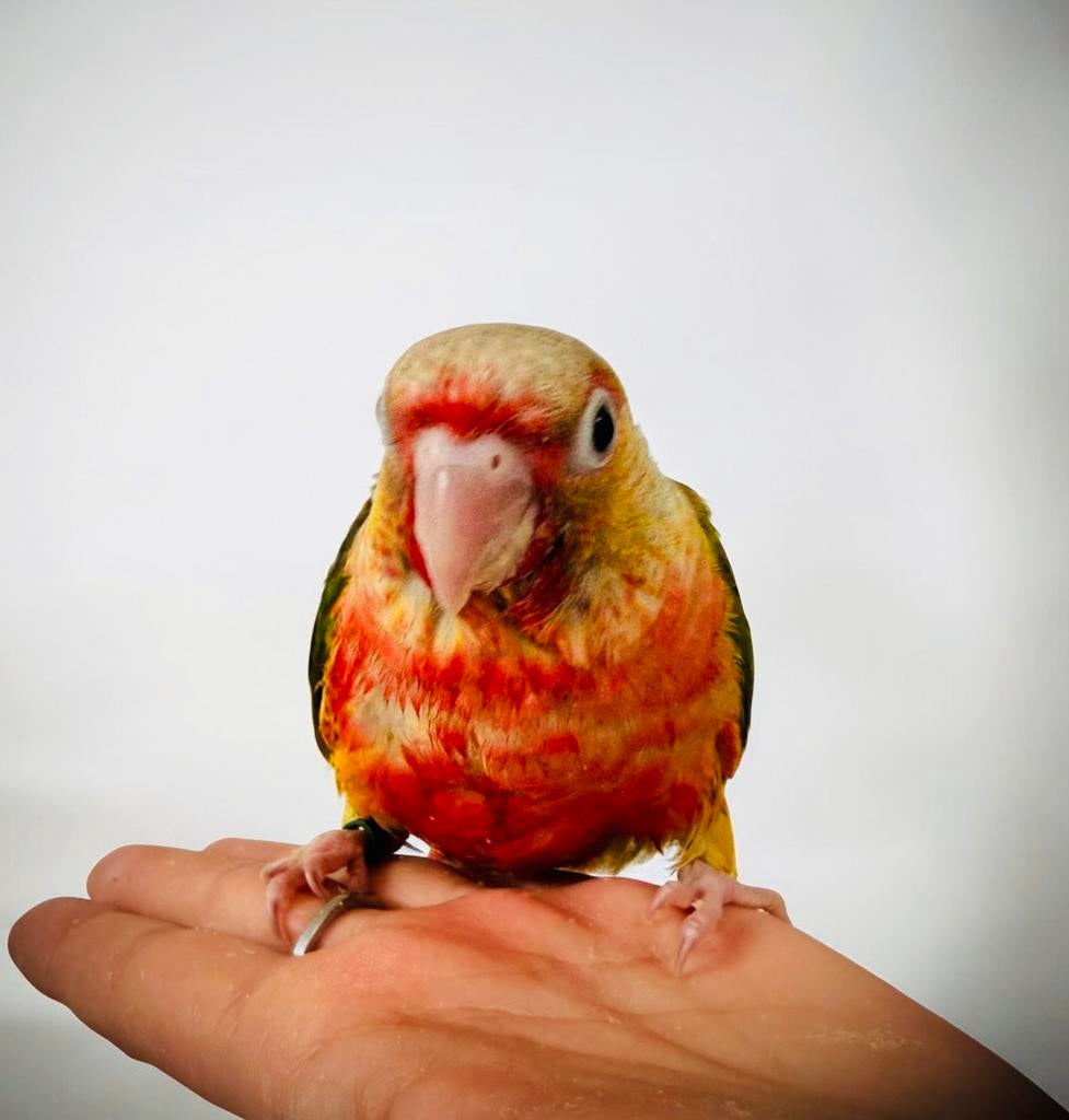 Conure eam, Dieren en Toebehoren, Ophalen