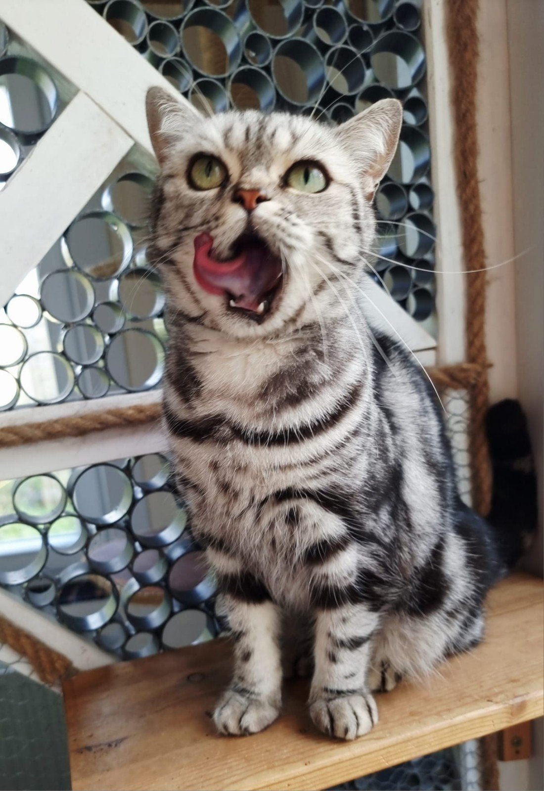 Brits korthaar met stamboom-herplaatser, Poes, Met stamboom, 3 tot 5 jaar