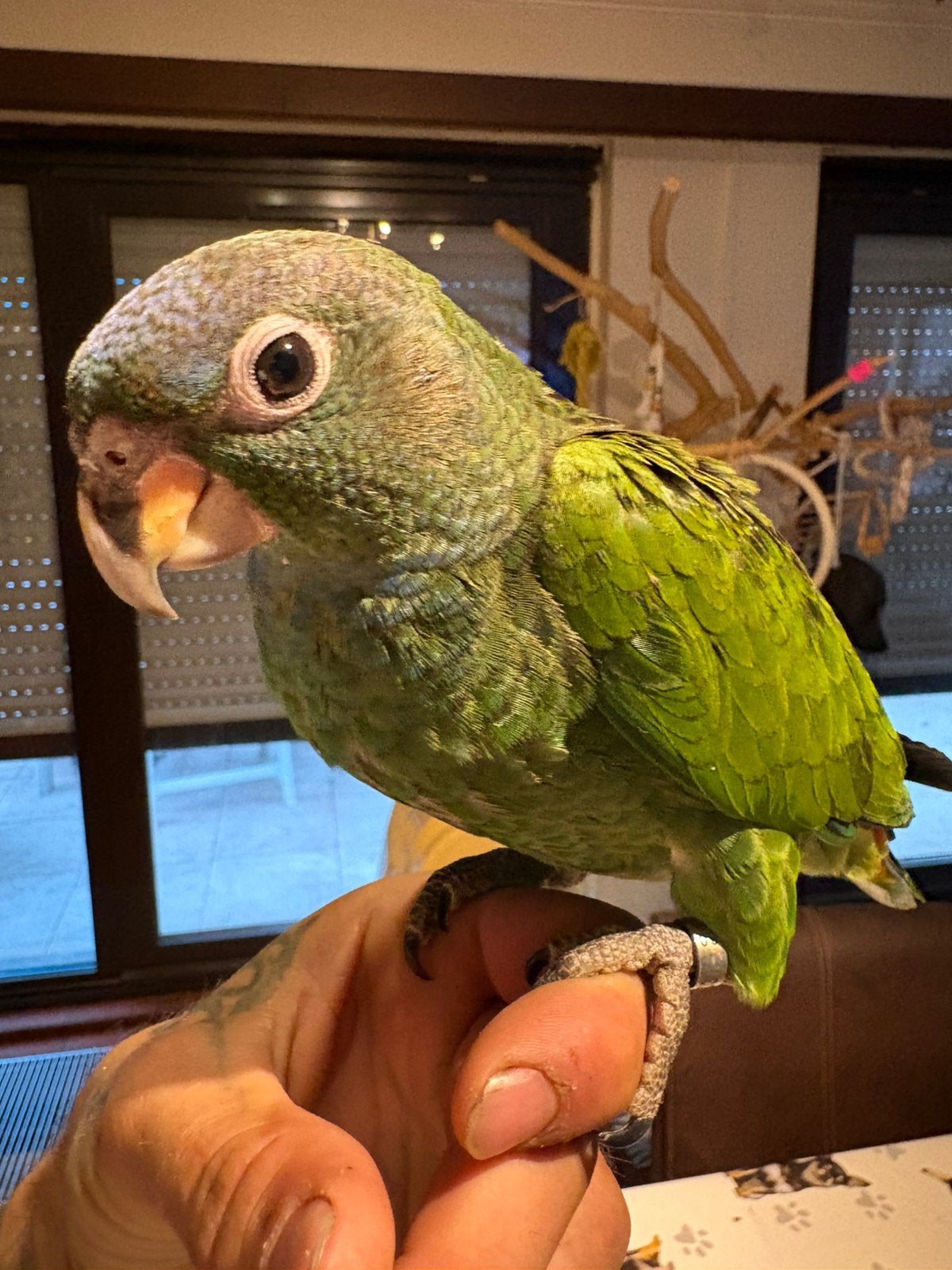 pionus menstruus, Sexe inconnu, Perroquet, Domestique