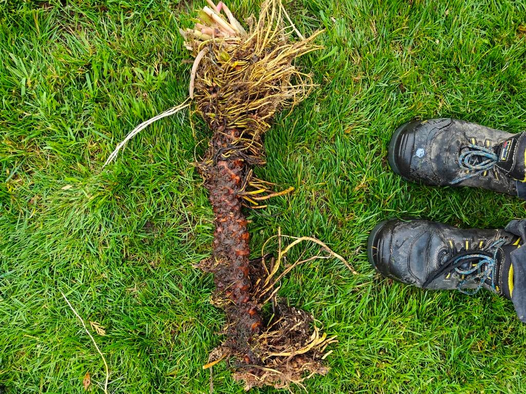 Vijver waterlelies wit-gele bloem, Tuin en Terras, Ophalen