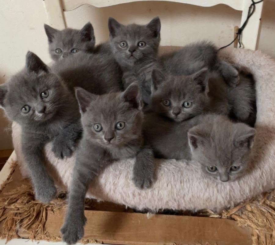 Prachtige britse korthaarkitten, Meerdere dieren, Gechipt, 0 tot 2 jaar