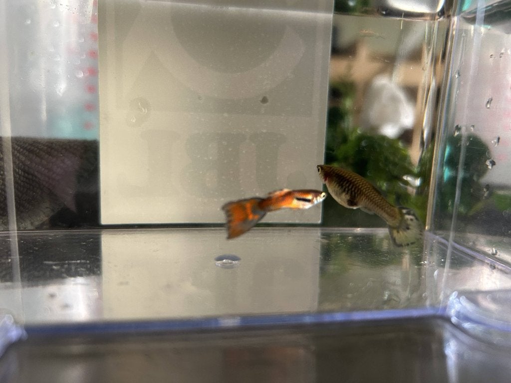 Platinum red mozaïc guppy's, Poisson, Poisson d'eau douce, Banc de poissons