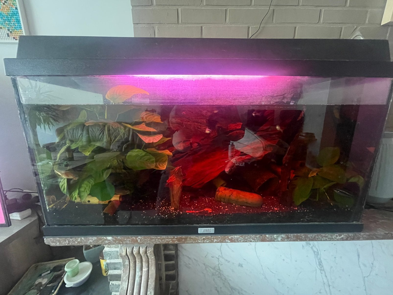 Aquarium met vissen en toebehoren, Ophalen, Inclusief vissen, Eheim, Gevuld zoetwateraquarium