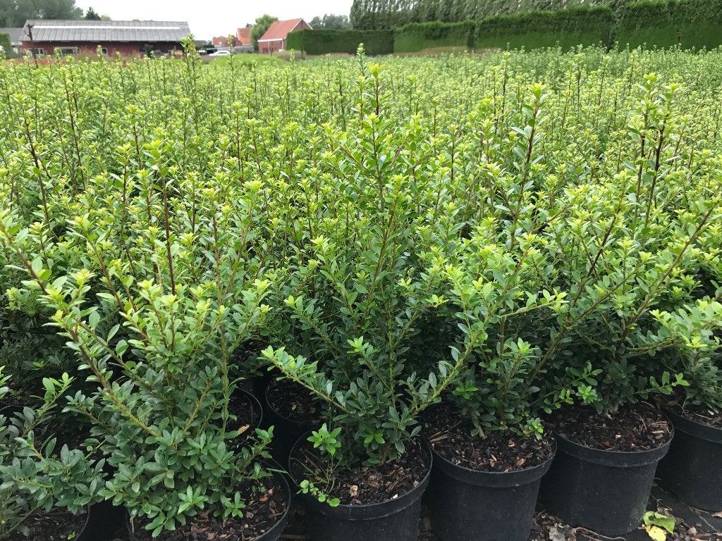 Hulst  ( Ilex in soorten ), Tuin en Terras, Ophalen, Hulst, Struik