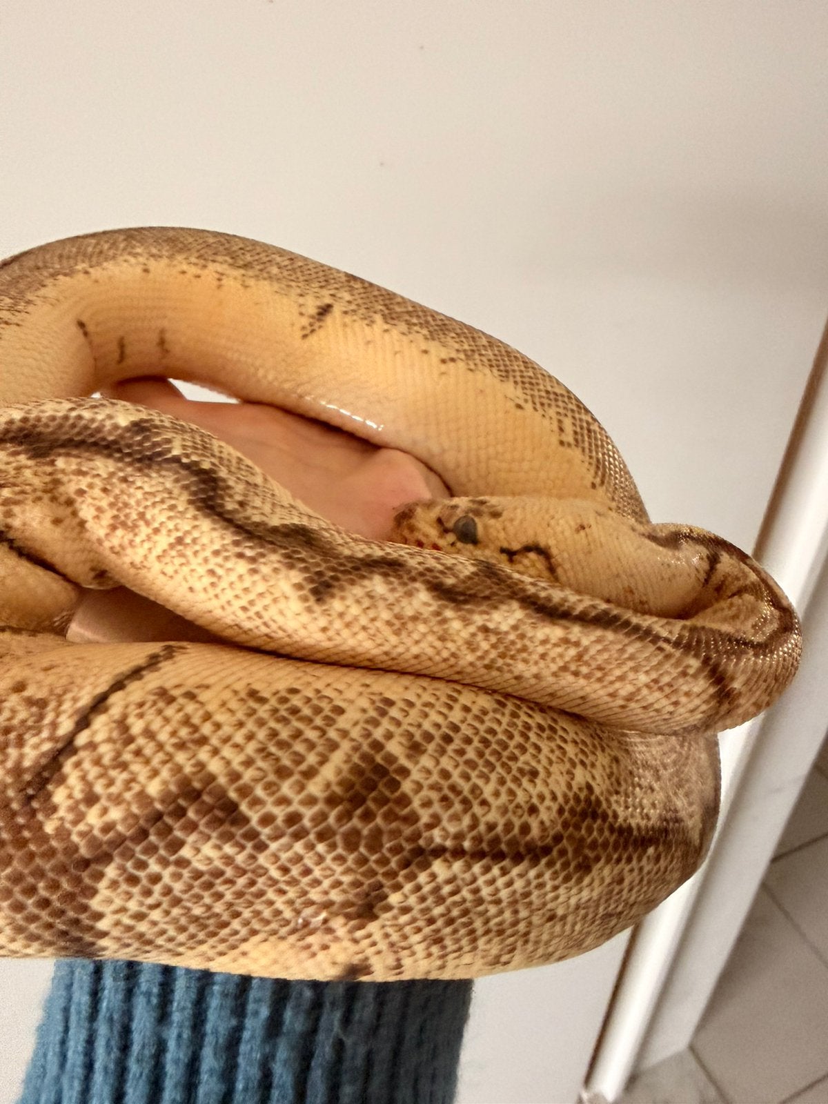 0.1 pastel spider clown poss super pastel, Dieren en Toebehoren, Reptielen en Amfibieën, Slang, Tam, 0 tot 2 jaar