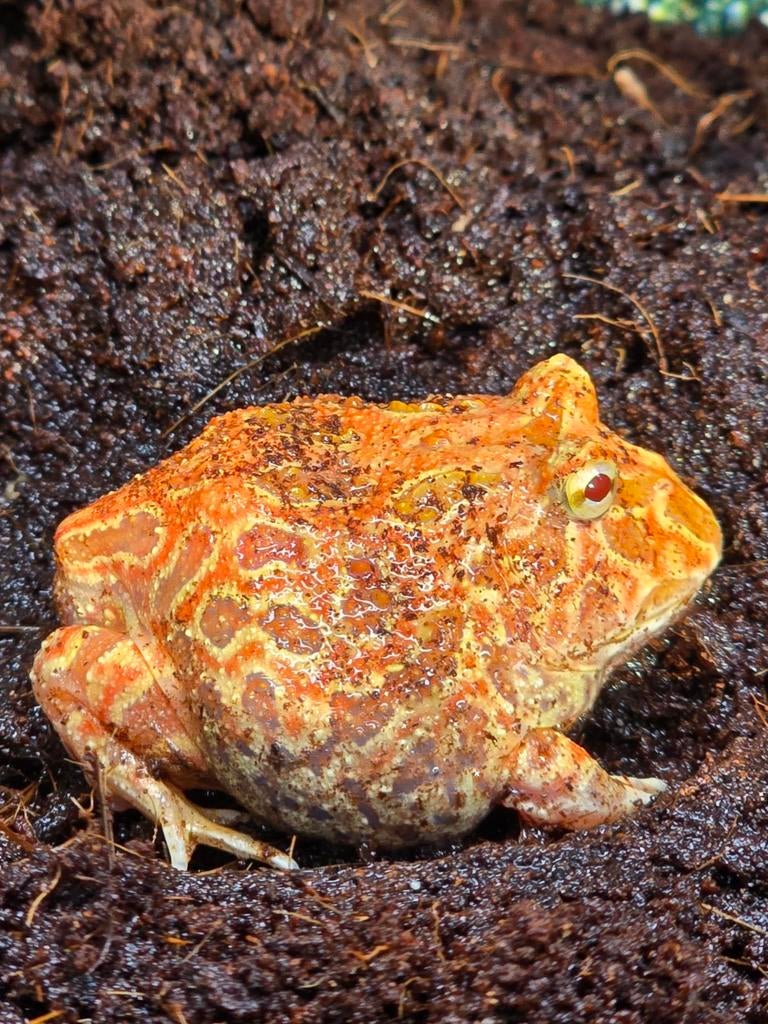 Nakweek pacman kikker, Dieren en Toebehoren, Reptielen en Amfibieën, Amfibie