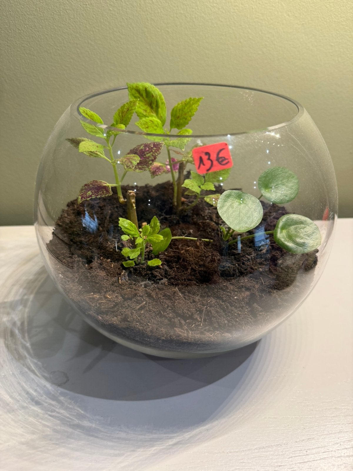 Terrarium met 3 planten, Huis en Inrichting, Kamerplanten, Ophalen, Overige soorten, In pot, Minder dan 100 cm