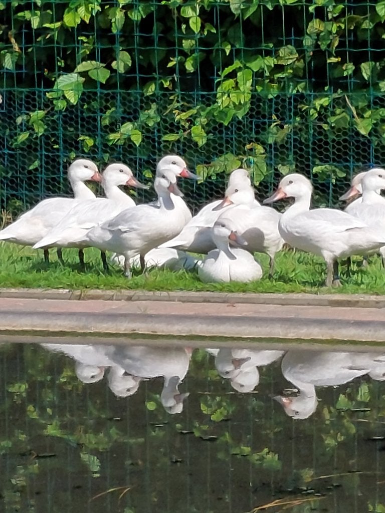 Siereenden: Bahamapijlstaart zilver, Meerdere dieren, Eend