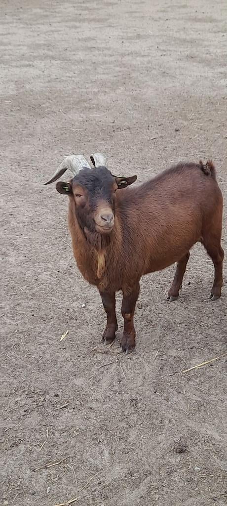 "Colin van 't kruisemhofke" Te huur, Dieren en Toebehoren, Schapen, Geiten en Varkens, Mannelijk, Geit, 3 tot 5 jaar