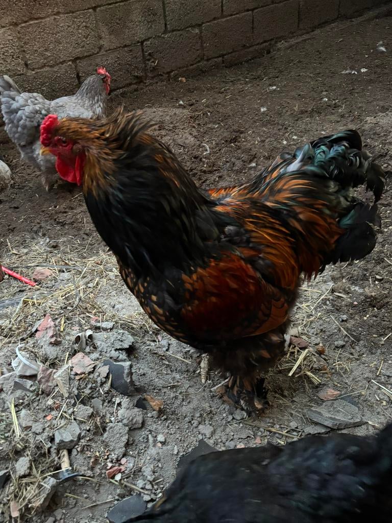 Haan, Dieren en Toebehoren, Pluimvee