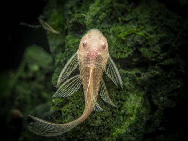 Longfin Albino lemon Ancistrus (4cm), Animaux & Accessoires, Poissons | Poissons d'aquarium, Poisson, Poisson d'eau douce