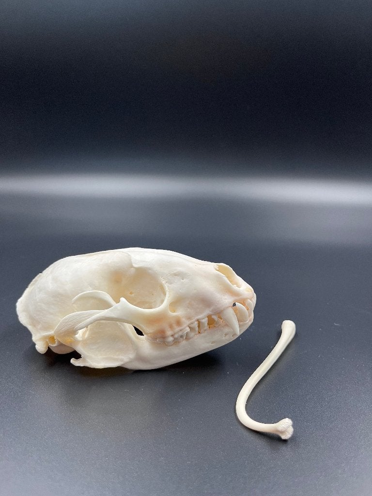 Schedel wasbeer, Verzamelen, Dierenverzamelingen, Ophalen of Verzenden, Nieuw, Overige soorten, Schedel