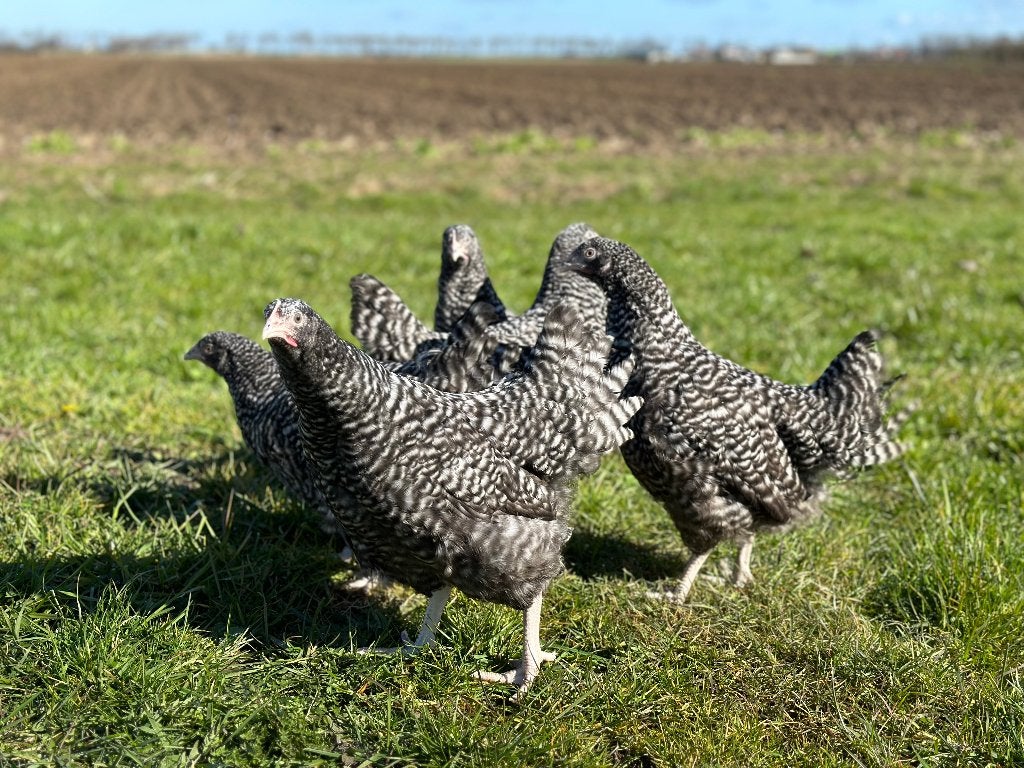 Jonge tamme Noord Hollandse Blauwe kippen gesekst & ingeënt, Dieren en Toebehoren, Vrouwelijk, Kip