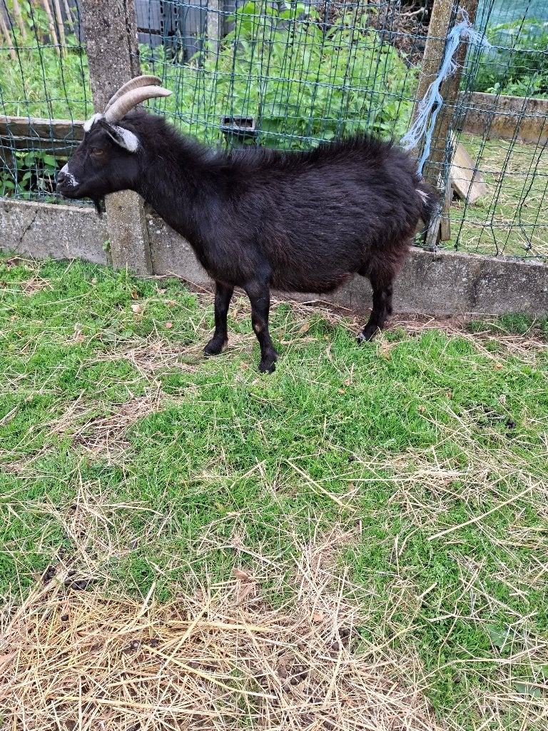 Handtam mieke en bokje, Animaux & Accessoires, Moutons, Chèvres & Cochons, Chèvre
