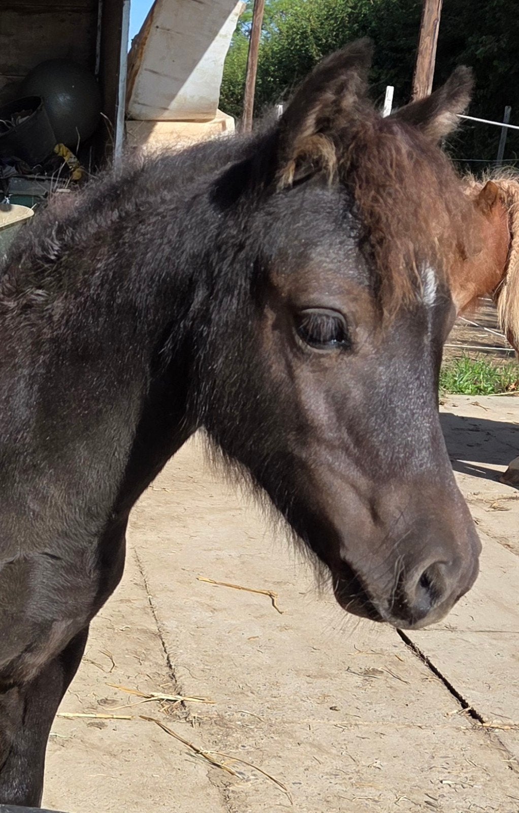 Shetlander x Welsh merrieveulen, Dieren en Toebehoren, Merrie, 0 tot 2 jaar, A pony (tot 1.17m), Gechipt
