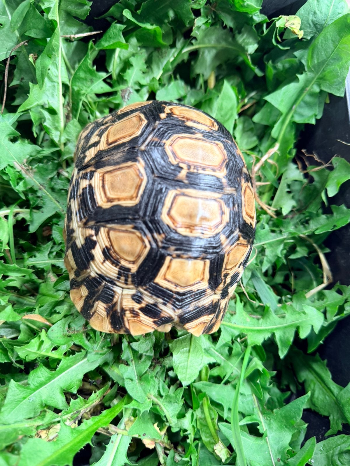 Tortue pardalis babcoki, Animaux & Accessoires, Tortue