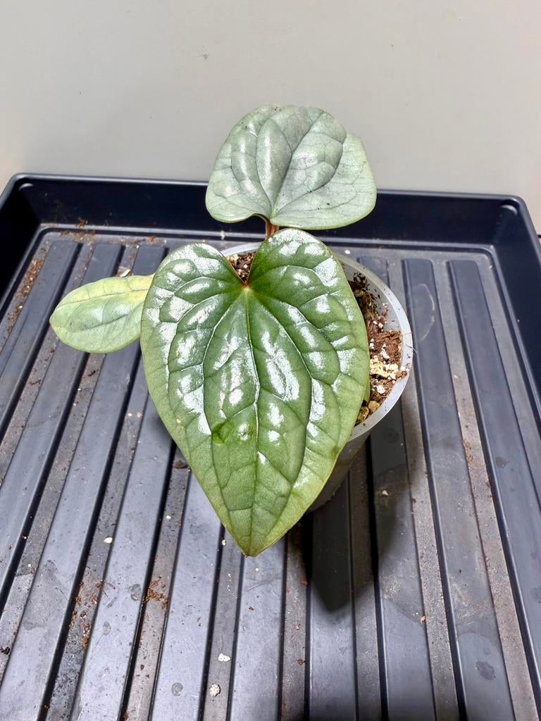 Anthurium luxurians, Ophalen of Verzenden