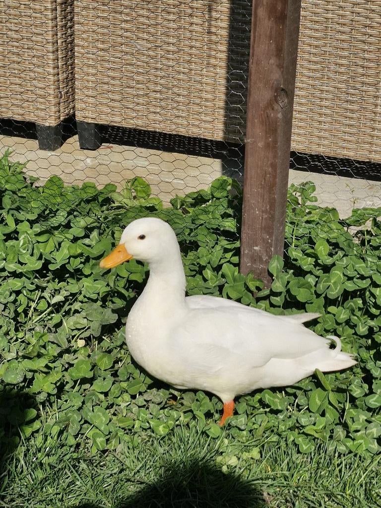 hollandse kwaker (mannetje), Animaux & Accessoires, Volatiles, Mâle, Canard