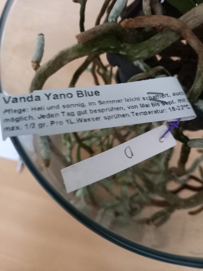 Vanda orchidee, Ophalen, Overige soorten, Halfschaduw, Minder dan 100 cm