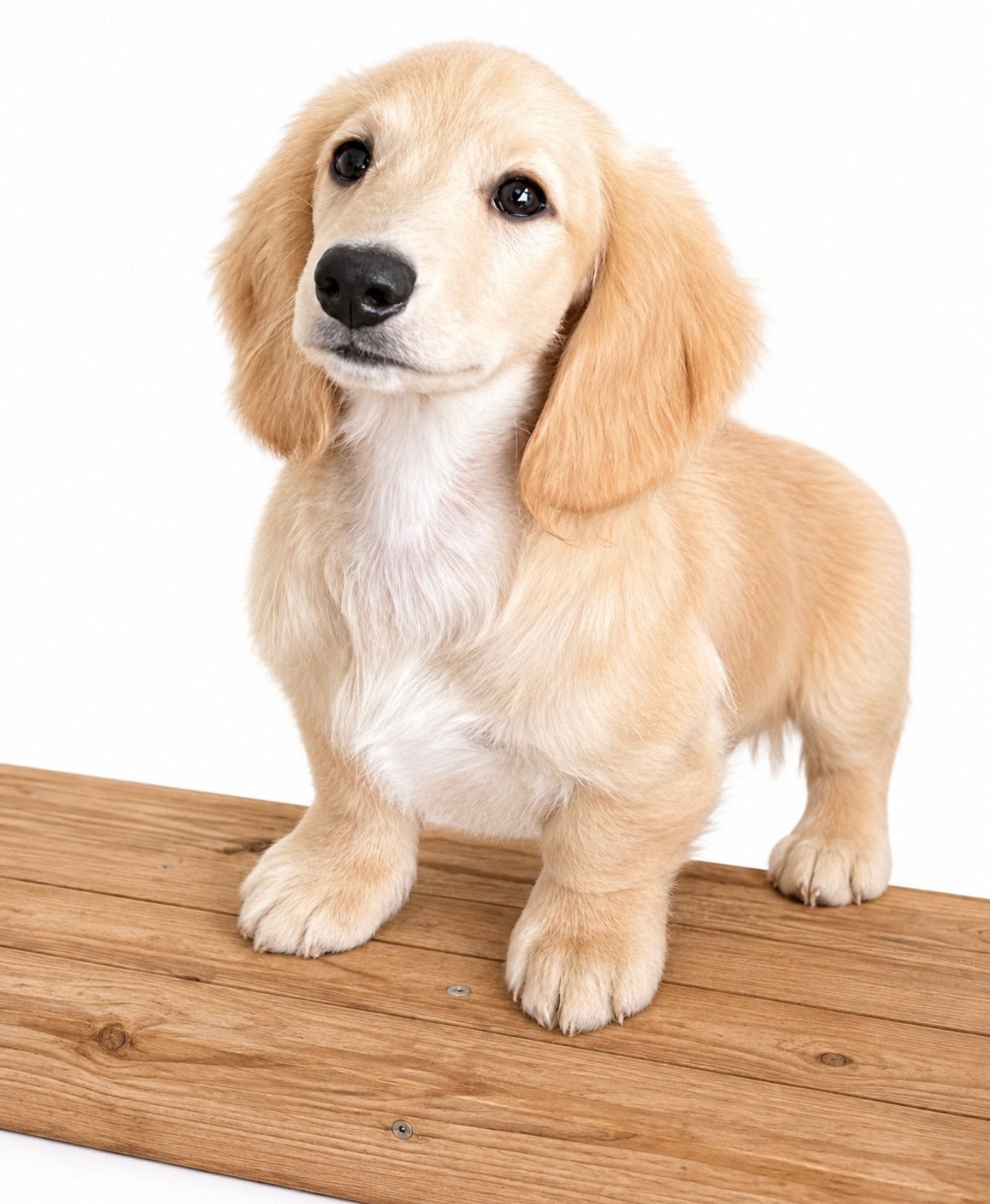 teckel pups,cream,dwerg,langharig,teef, Maladie de Carré (chiens), Chienne, Belgique, Poils longs