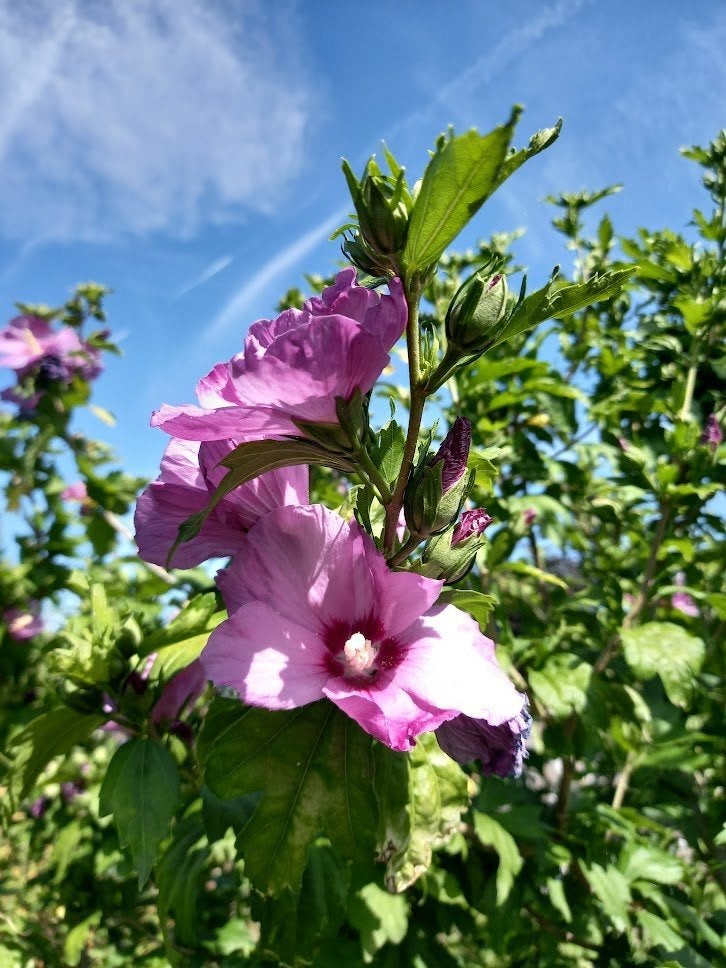 hibiscus stekken in pot, Tuin en Terras, Ophalen, Zomer