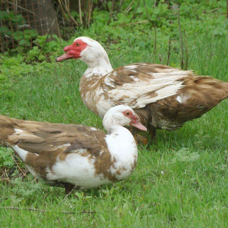 Gezocht: muskuseenden en kalkoenen, Meerdere dieren, Eend