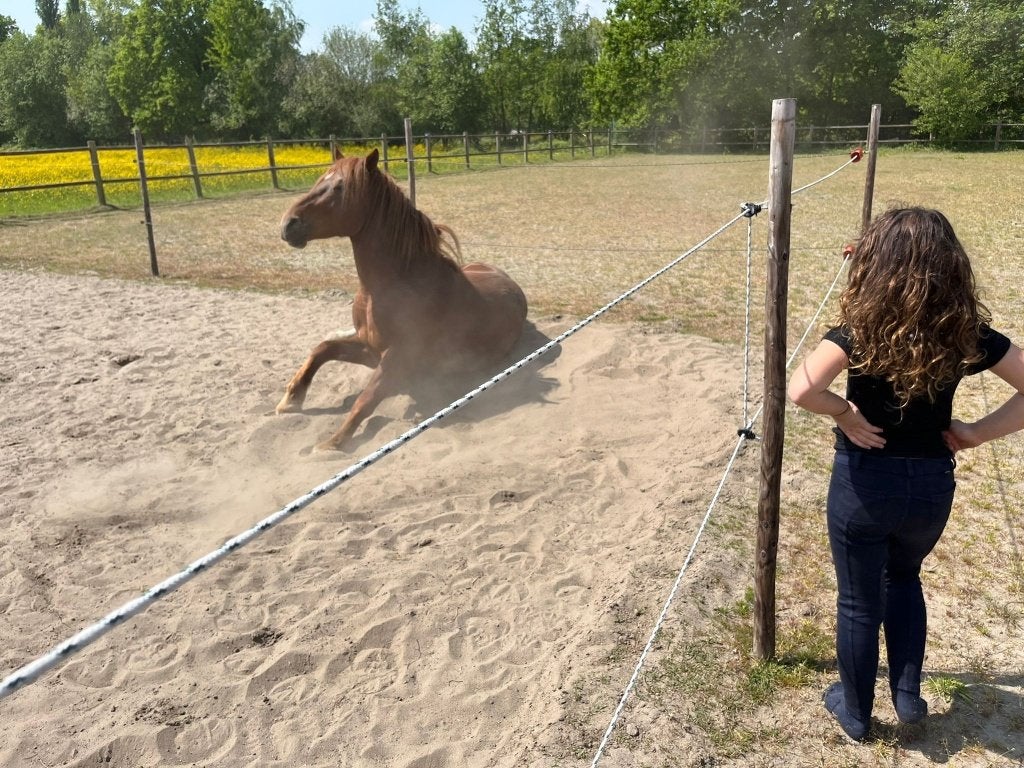 Shetlander gezocht!, Onbeleerd